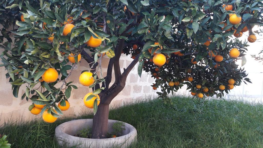 טרפאני Appartamento Via Vulcano מראה חיצוני תמונה